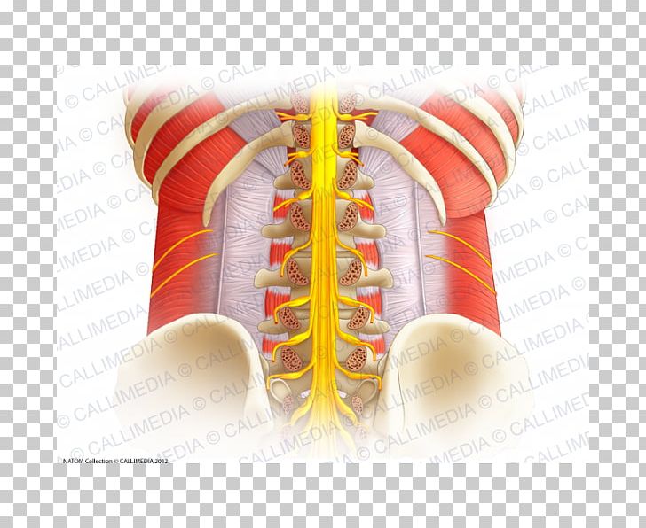 Vertebral Column Spinal Cord Lumbar Vertebrae Anatomy Spinal Nerve PNG, Clipart, Anatomy, Atlas, Cervical Vertebrae, Coccyx, Human Anatomy Free PNG Download