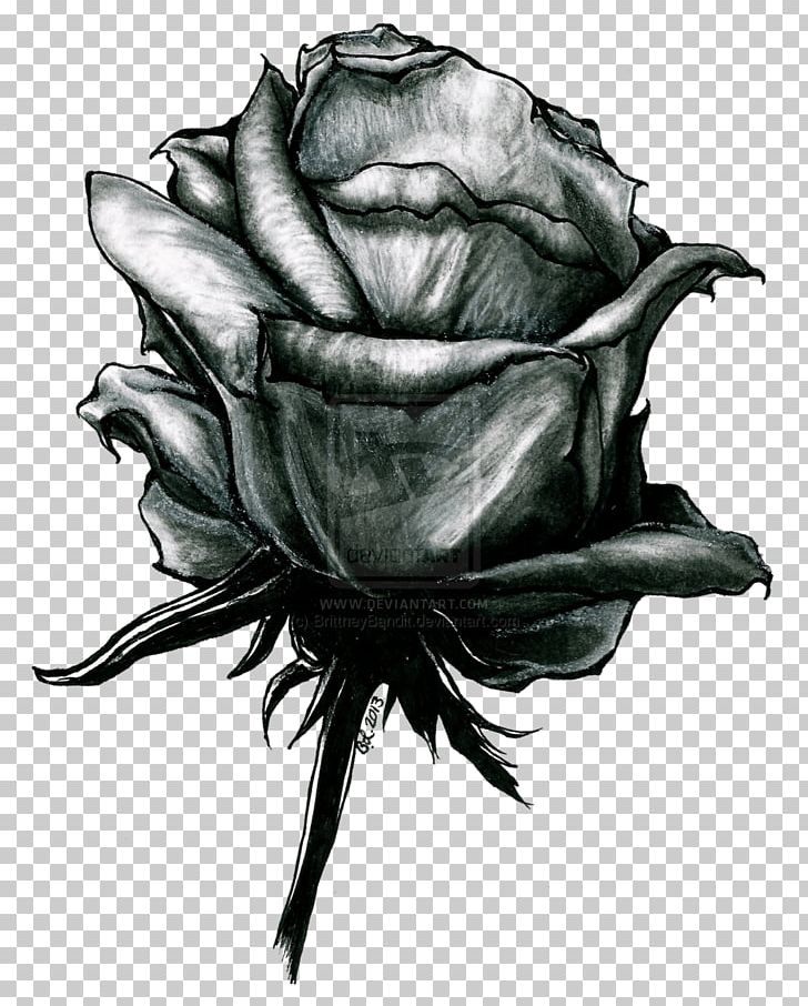 Rose Family Drawing /m/02csf Petal Leaf PNG, Clipart, Black And White, Drawing, Flower, Flowering Plant, Leaf Free PNG Download