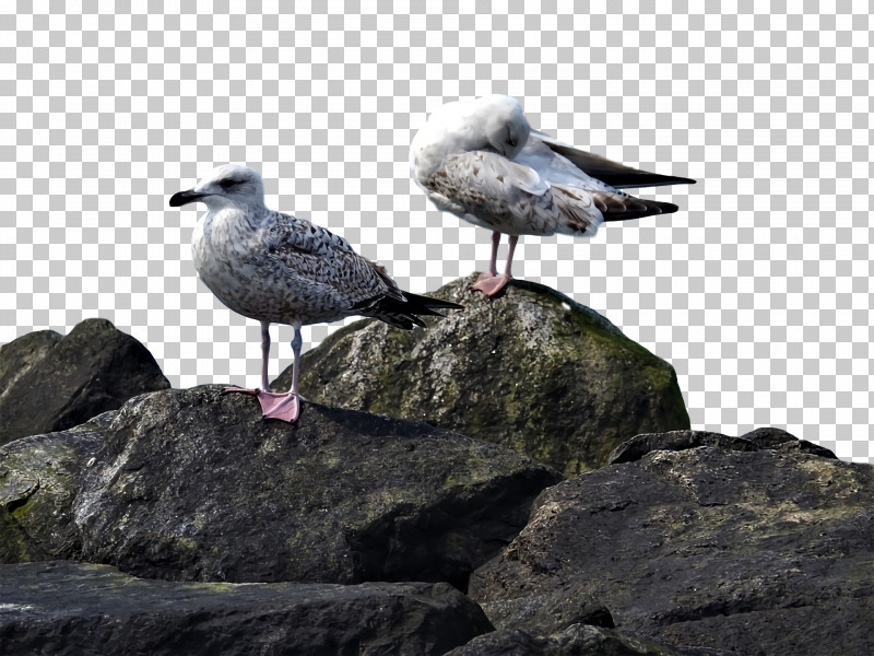 Gull Beak PNG, Clipart, Beak, Gull Free PNG Download