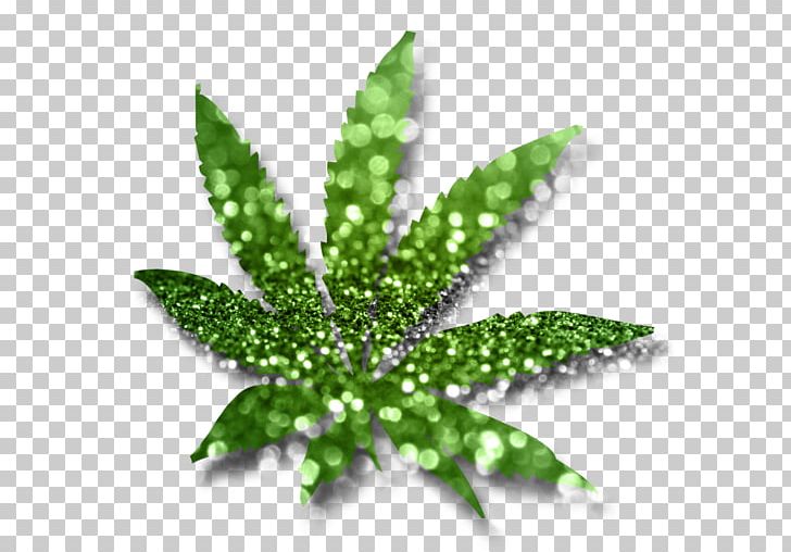 Cannabis Sativa Hash PNG, Clipart, Bladnerv, Cannabis, Cannabis Sativa, Green, Hash Marihuana Hemp Museum Free PNG Download
