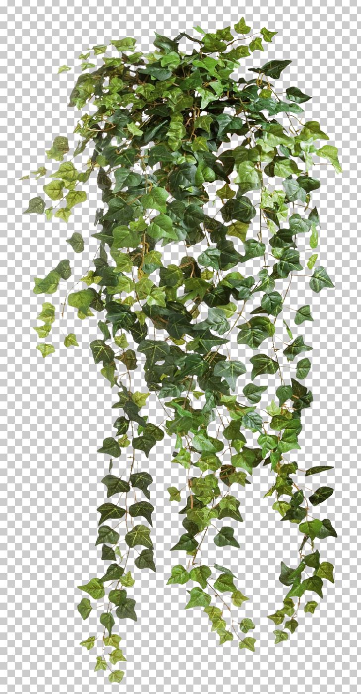 Ivy Plant PNG, Clipart, Branch, Clear Cut, Clip Art, Computer Icons, Desktop Wallpaper Free PNG Download