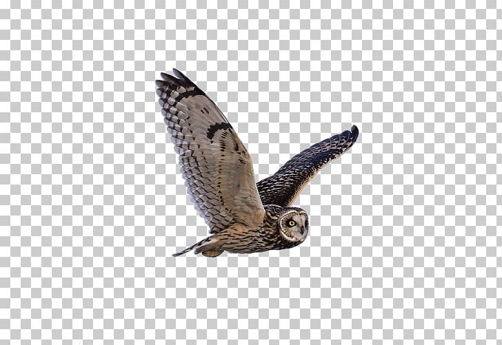 Owl Bird Symbol Gray Wolf PNG, Clipart, Accipitriformes, Animals, Barn Owl, Beak, Bird Free PNG Download