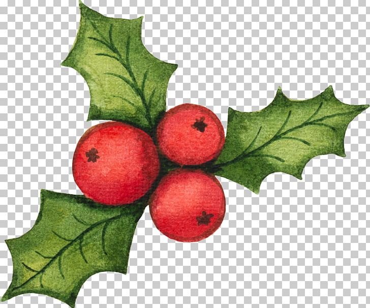 Santa Claus Graphics Christmas Decoration Illustration PNG, Clipart, Aquifoliaceae, Aquifoliales, Berry, Christmas Day, Christmas Decoration Free PNG Download