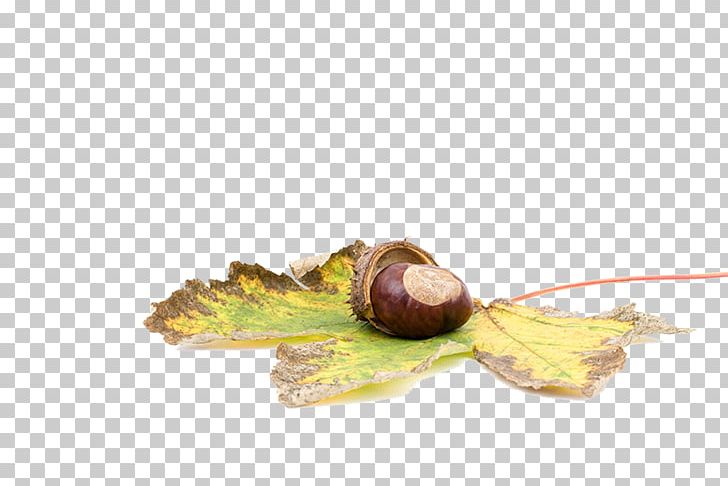 Sweet Chestnut Castanea Crenata Acorn Castaxf1ada PNG, Clipart, Acorn, Auglis, Autumn, Autumn Leaf, Castanea Crenata Free PNG Download