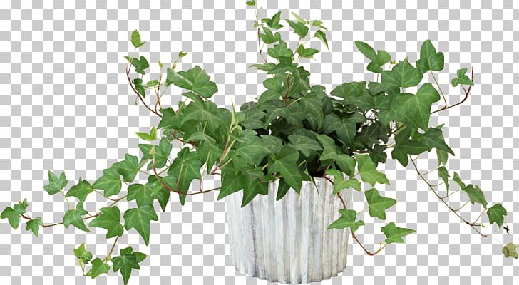 Vine Flower Houseplant PNG, Clipart, Branch, Encapsulated Postscript, Flower, Flowering Plant, Flowerpot Free PNG Download