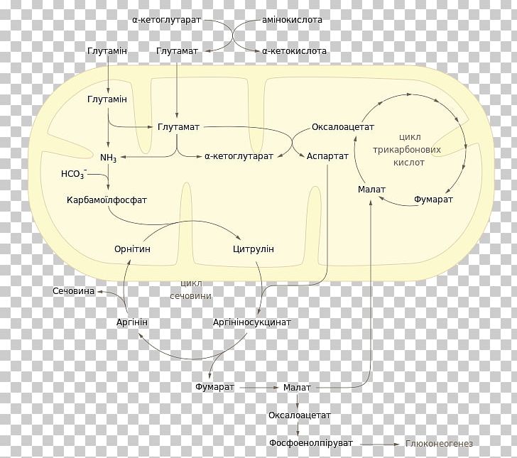 Wikimedia Commons Urea Cycle Wikimedia Foundation PNG, Clipart, Angle, Area, Creative Commons, Creativity, Diagram Free PNG Download