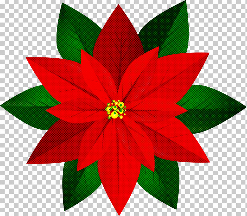Poinsettia Flower Red Plant Leaf PNG, Clipart, Flower, Leaf, Petal, Plant, Poinsettia Free PNG Download