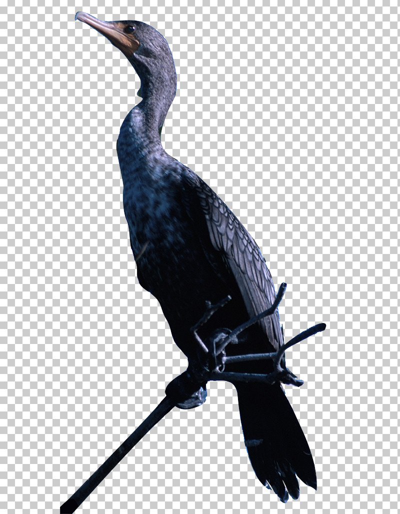 Feather PNG, Clipart, Beak, Coraciiformes, Cormorants, Crow, Feather Free PNG Download