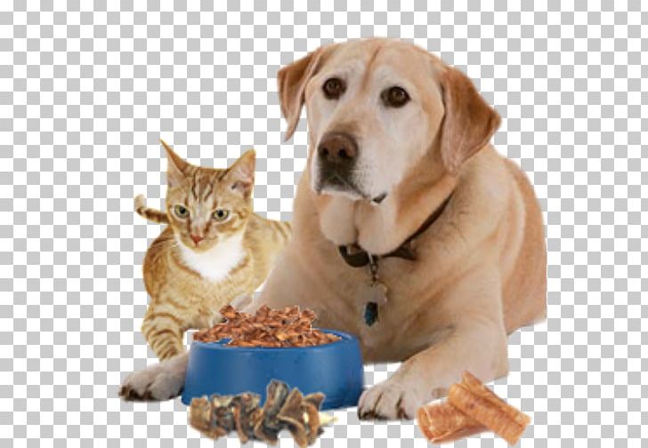 Dog Pet Sitting Cat Food Puppy PNG, Clipart, Animal, Animals, Carnivoran, Cat, Cat Food Free PNG Download