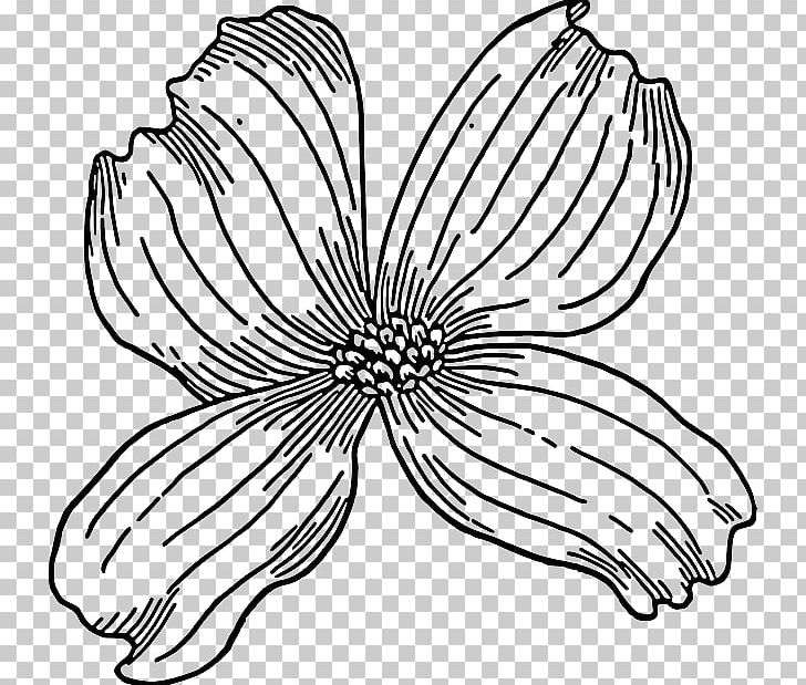 Flowering Dogwood Drawing PNG, Clipart, Art, Artwork, Black And White, Cut Flowers, Dogwood Free PNG Download