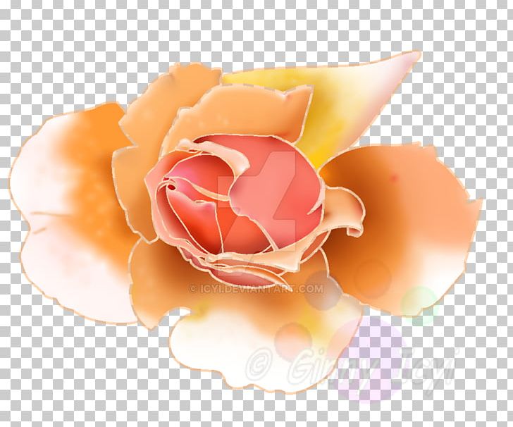 Garden Roses Pink M Petal PNG, Clipart, Closeup, Flower, Flowers, Garden, Garden Roses Free PNG Download