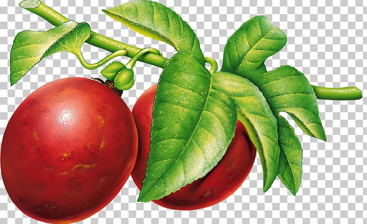 Plum PNG, Clipart, Plum Free PNG Download