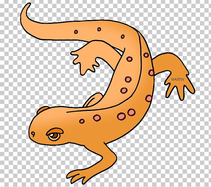 Salamander Eastern Newt PNG, Clipart, Amphibian, Animal Figure, Artwork, Clip Art, Drawing Free PNG Download
