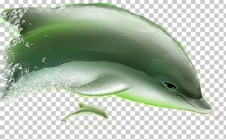 Short-beaked Common Dolphin Tucuxi Porpoise Common Bottlenose Dolphin PNG, Clipart, Animals, Computer Graphics, Cute Dolphin, Dolphin Mother, Dolphins Free PNG Download