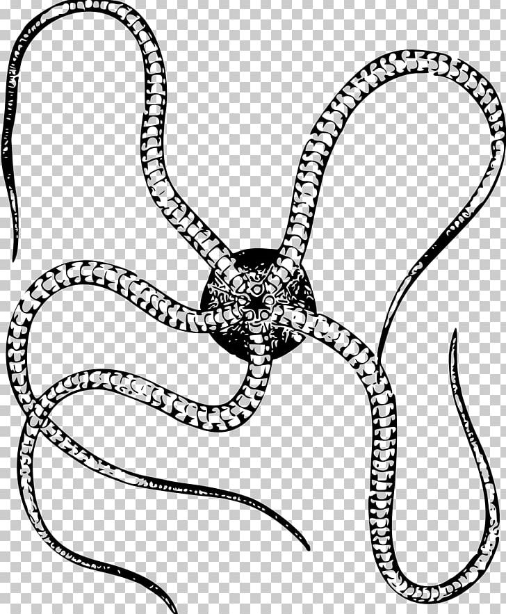 Starfish Brittle Star Invertebrate PNG, Clipart, Animal, Animals, Area, Artwork, Black And White Free PNG Download