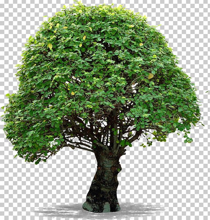 Tree Computer Icons File Formats PNG, Clipart, Bonsai, Clip Art, Computer Icons, Download, Evergreen Free PNG Download