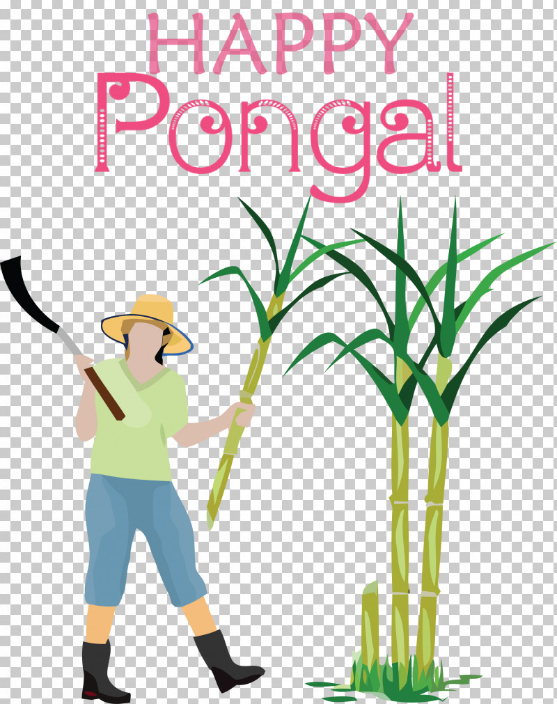 Pongal Happy Pongal PNG, Clipart, Cartoon, Happy Pongal, Pongal, Royaltyfree, Sugarcane Free PNG Download