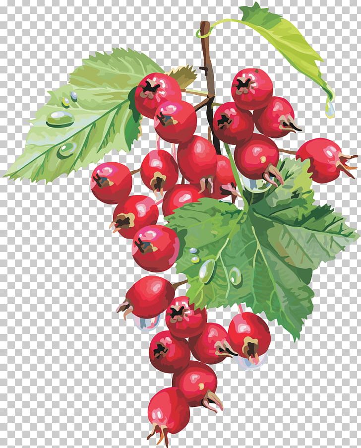 Berry Herb Food Therapy Neurosis PNG, Clipart, Author, Berry, Bilberry, Branch, Cherry Free PNG Download