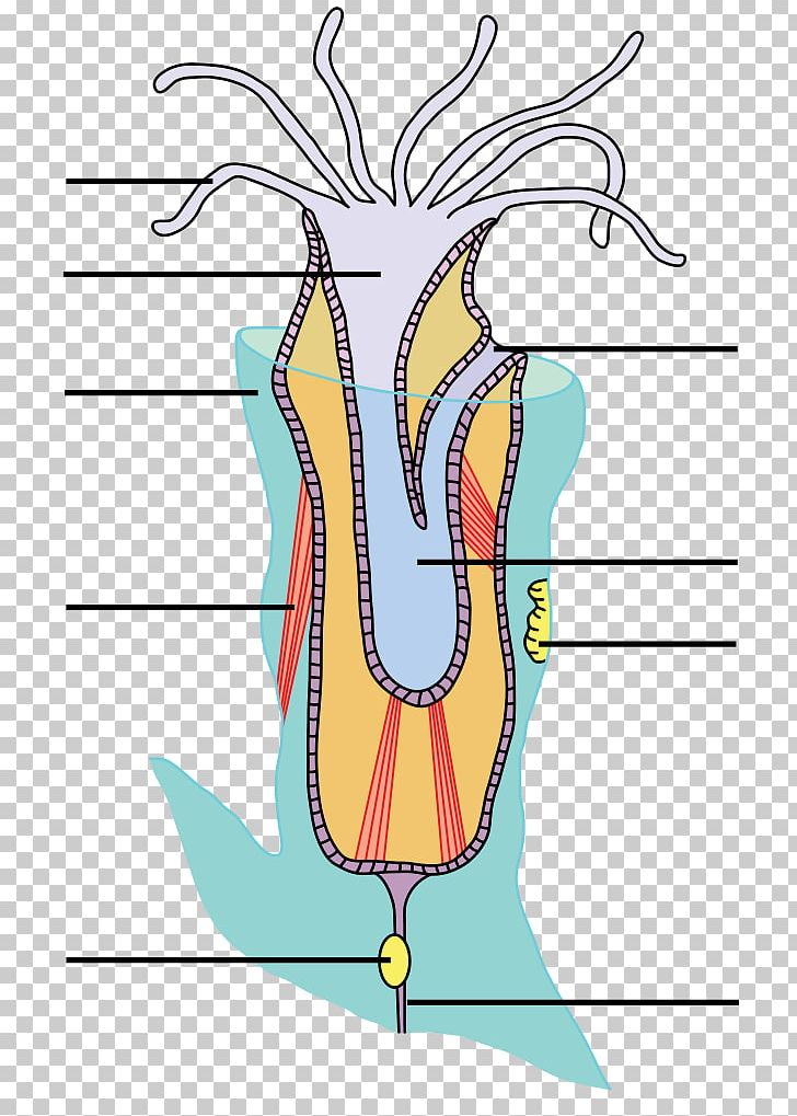 Bryozoa Lophophore Anatomy Organism Biology PNG, Clipart, Anatomy, Animal, Anus, Area, Art Free PNG Download