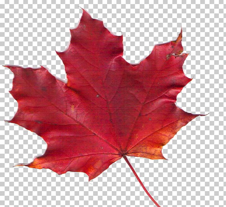 Canadiana Inn Maple Leaf Png, Clipart, Canada, Canadiana, Flowering 