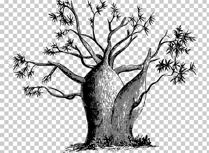 Discoveries In Australia Adansonia Gregorii Tree PNG, Clipart, Adansonia Gregorii, Art, Australia, Baobab, Black And White Free PNG Download