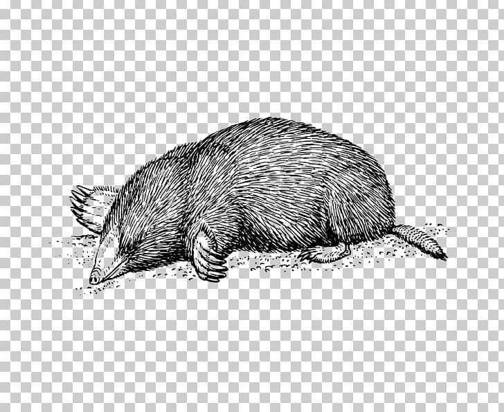 Moles T-shirt European Mole PNG, Clipart, Beaver, Black And White, Carnivoran, Clothing, Drawing Free PNG Download
