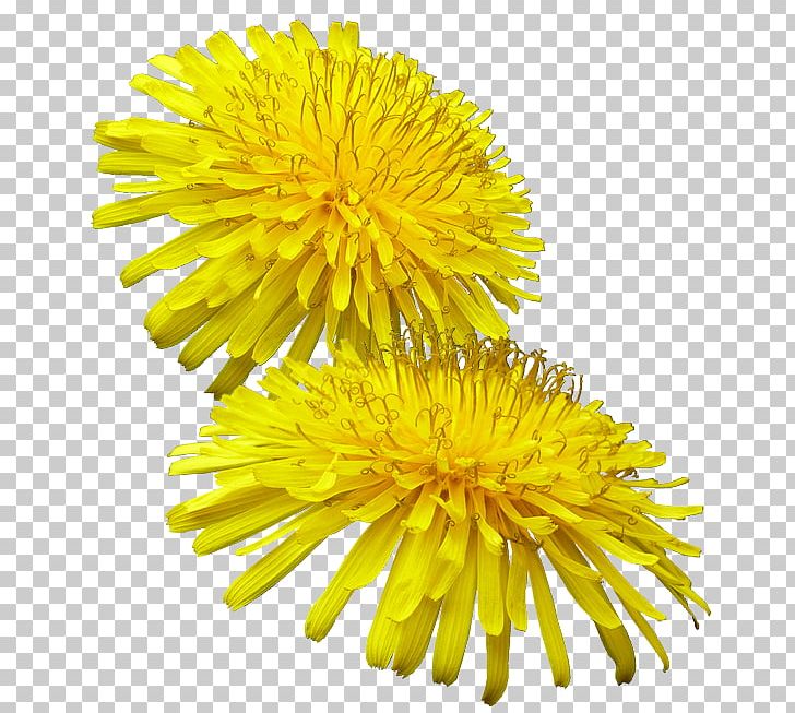 Pissenlit Common Dandelion Yellow Buttercup Weed PNG, Clipart, Buttercup, Chrysanths, Common Dandelion, Common Verbena, Cut Flowers Free PNG Download