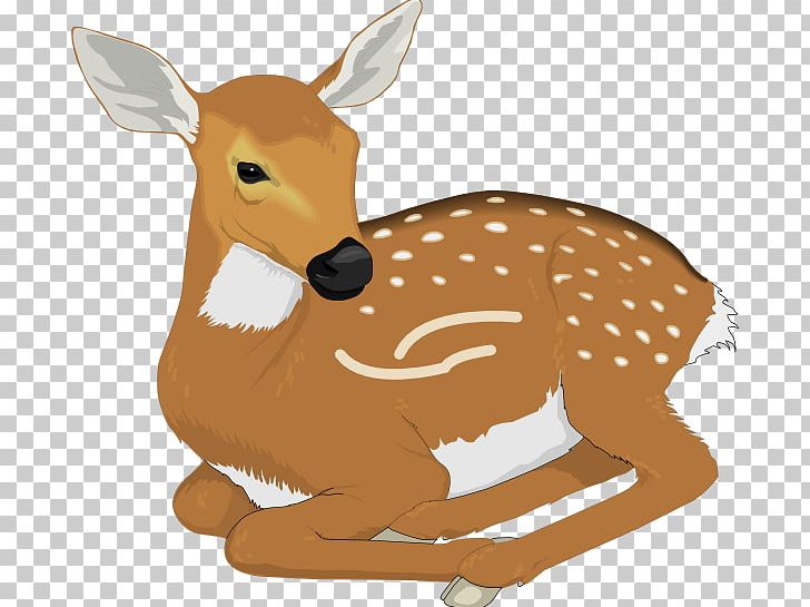 baby white tailed deer clipart