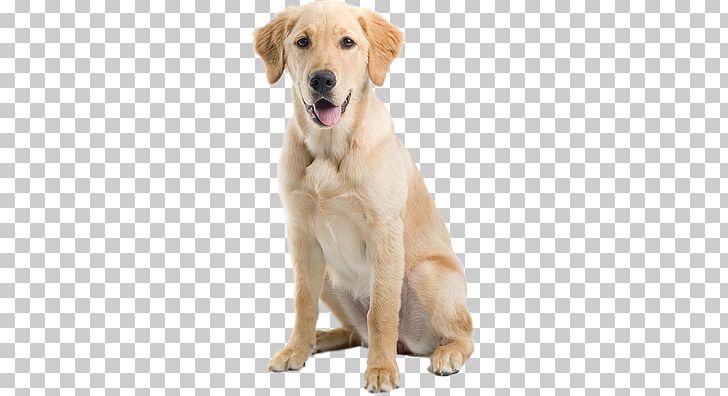 Dogs PNG, Clipart, Dogs Free PNG Download