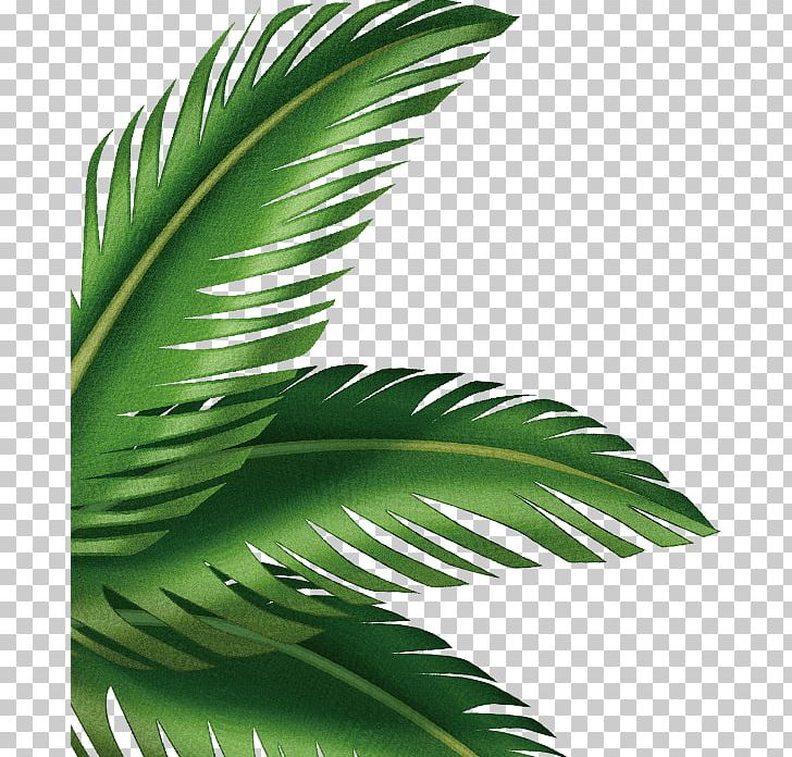 Leaf Arecaceae PNG, Clipart, Animation, Apng, Arecaceae, Arecales, Clip Art Free PNG Download