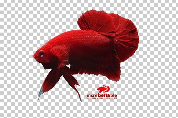 Siamese Fighting Fish Red Yellow PNG, Clipart, Animals, Betta, Betta Channoides, Fish, Organism Free PNG Download