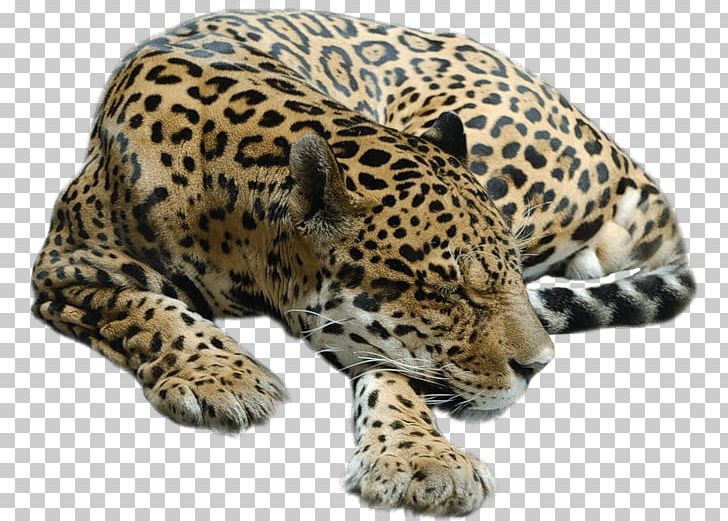 Cheetah Tiger Leopard Jaguar Lion PNG, Clipart, Animal, Animals, Big Cat, Big Cats, Carnivoran Free PNG Download