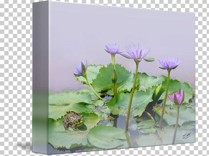 Egyptian Lotus Nymphaea Lotus Aquatic Plants Nymphaea Nouchali Nelumbo Nucifera PNG, Clipart, Aquatic Plant, Aquatic Plants, Egyptian Lotus, Flora, Flower Free PNG Download