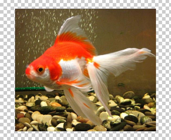Goldfish Koi Feeder Fish Tail PNG, Clipart, Bony Fish, Feeder Fish, Fish, Goldfish, Koi Free PNG Download