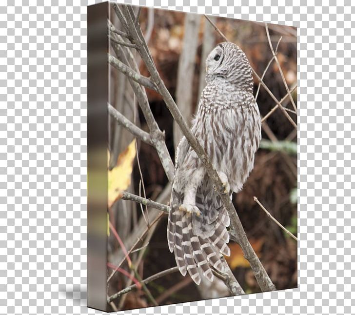 Owl Fauna Hawk Feather Beak PNG, Clipart, Barred Owl, Beak, Bird, Bird Of Prey, Branch Free PNG Download
