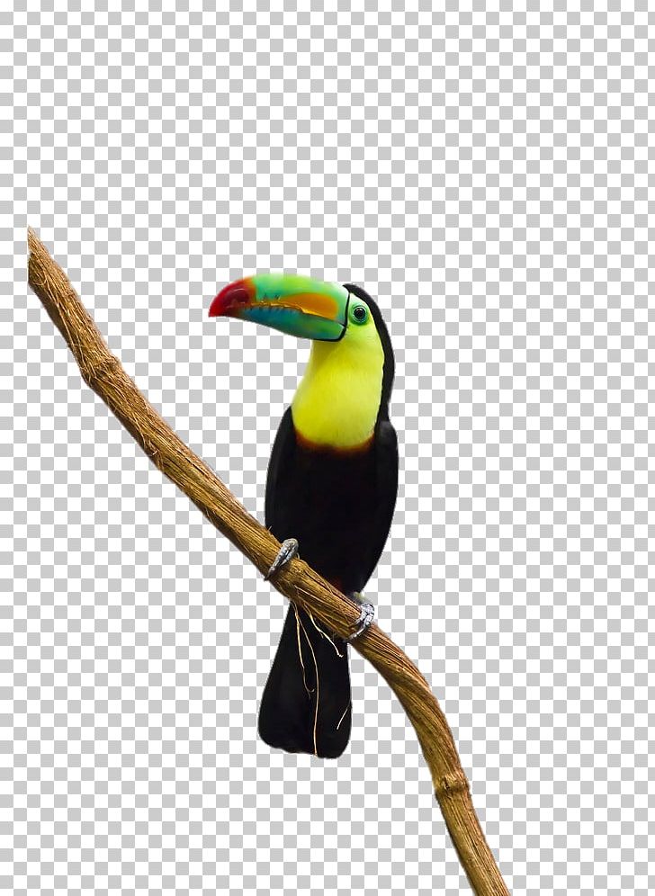 Parrot Bird Toco Toucan PNG, Clipart, Animal, Animals, Beak, Birds, Branches Free PNG Download