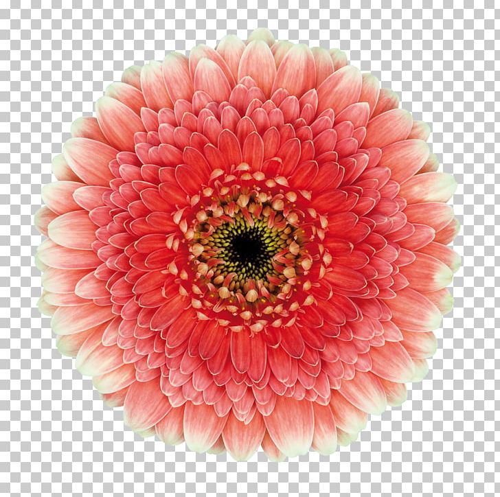 Transvaal Daisy Cut Flowers Rockstar Games Chrysanthemum Blu-ray Disc PNG, Clipart, Annual Plant, Bluray Disc, Chrysanthemum, Chrysanths, Cut Flowers Free PNG Download