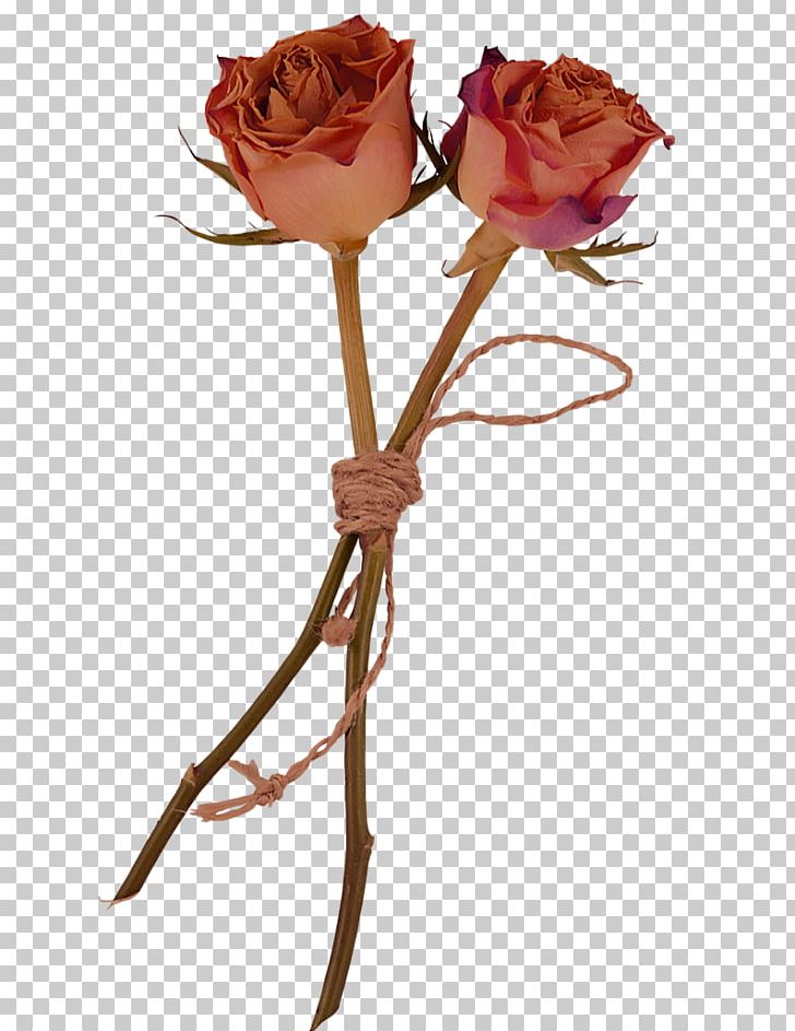 Garden Roses Flower Herbarium PNG, Clipart, Artificial Flower, Cut Flowers, Desktop Wallpaper, Digital Image, Encapsulated Postscript Free PNG Download