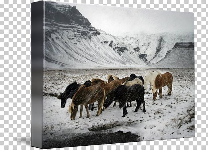 Cattle Mustang Sheep Herd Stock Photography PNG, Clipart, 2019 Ford Mustang, Arctic, Cattle, Cattle Like Mammal, Cow Goat Family Free PNG Download