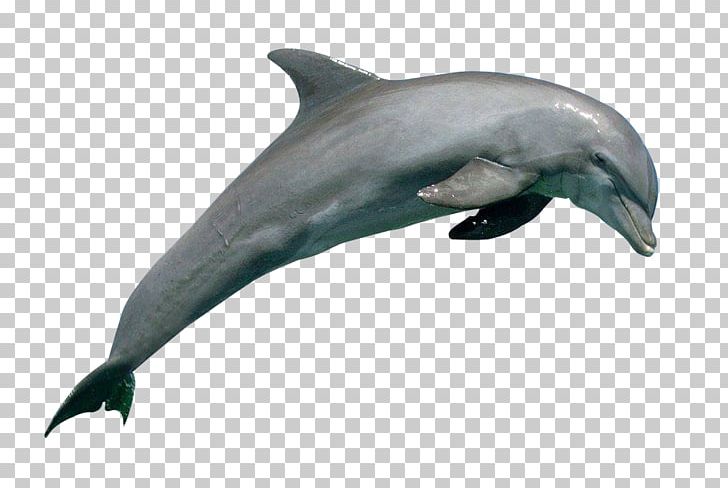 Common Bottlenose Dolphin Rough-toothed Dolphin Wholphin Short-beaked Common Dolphin Tucuxi PNG, Clipart, Animal, Animals, Aqua, Beak, Bottlenose Dolphin Free PNG Download