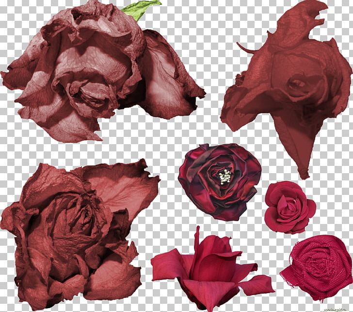 Garden Roses IFolder DepositFiles Cut Flowers PNG, Clipart, Cut Flowers, Depositfiles, Flower, Flowering Plant, Flowers Free PNG Download