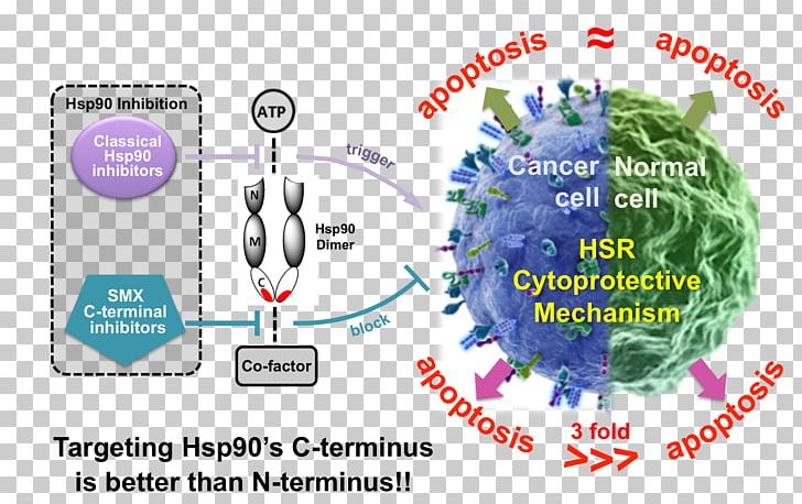 Hsp90 Inhibitor Cancer C-terminus N-terminus PNG, Clipart, Anticarcinogen, Cancer, Cterminus, Diagram, Doctor Of Philosophy Free PNG Download