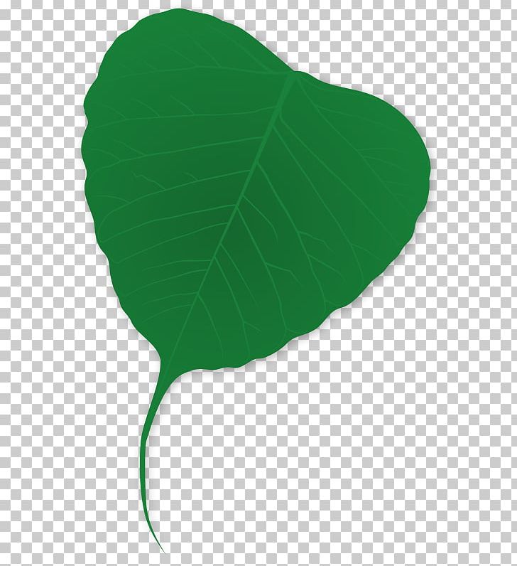 Leaf Plant Tree Green PNG, Clipart, Autumn Leaf Color, Color, Ginkgo Biloba, Grass, Green Free PNG Download