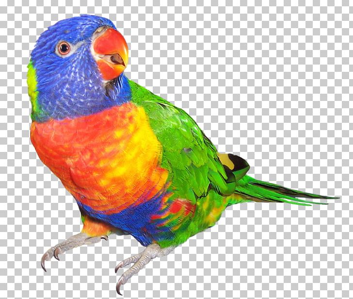 Rainbow Lorikeet Parrot Bird Budgerigar Dog PNG, Clipart, Animals, Beak, Bird, Budgerigar, Common Pet Parakeet Free PNG Download