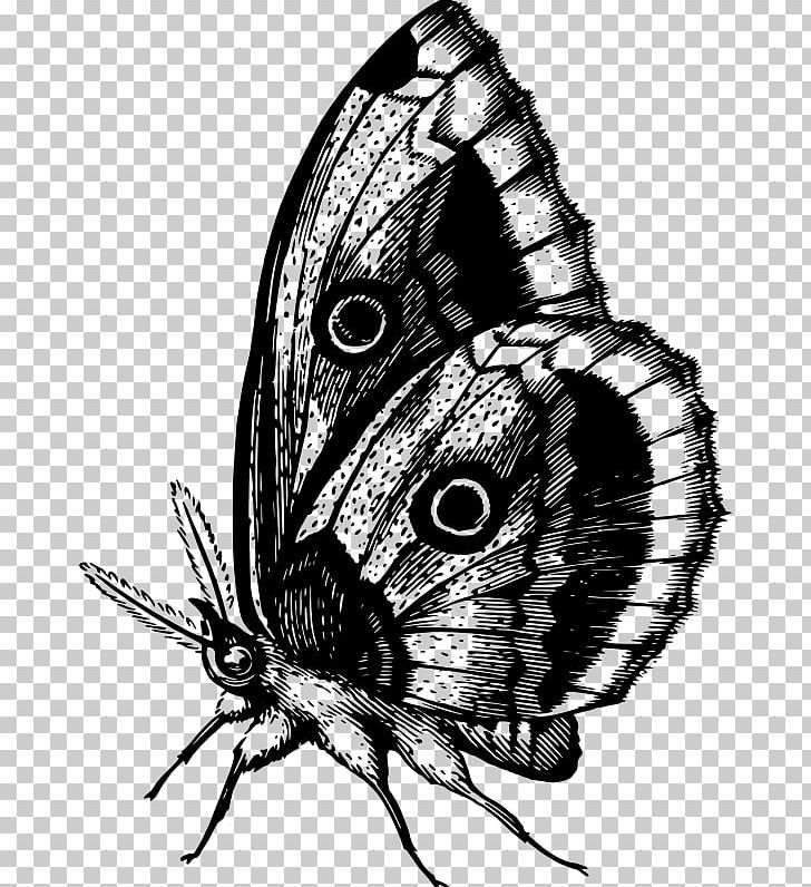 Monarch Butterfly Brush-footed Butterflies Butterfly Watching PNG, Clipart, Animal, Arthropod, Black And White, Brush Footed Butterfly, Butte Free PNG Download