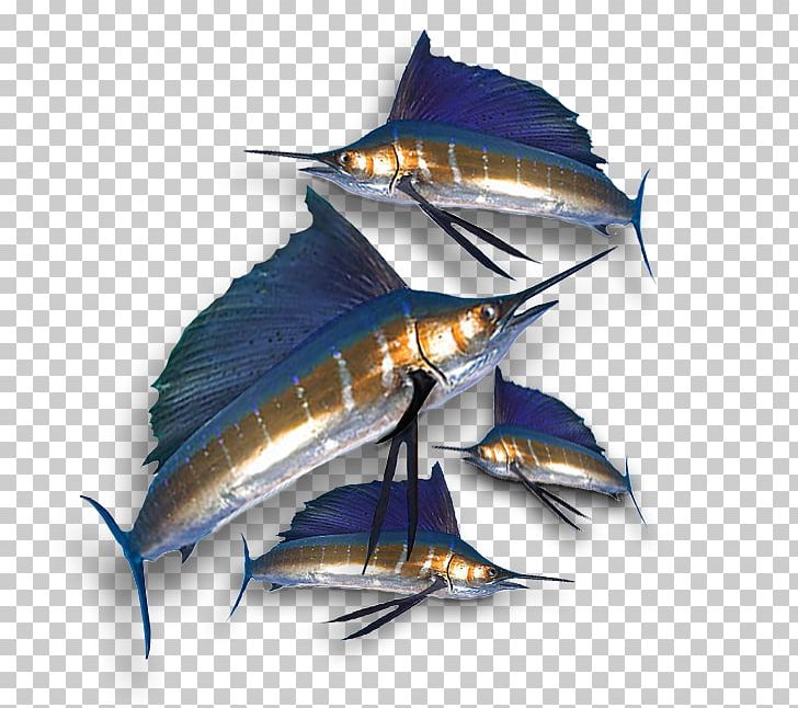 Swordfish South Australia Tuna Game Fish Sailfish PNG, Clipart, Angling, Australia, Australian Rules, Billfish, Bluegill Free PNG Download
