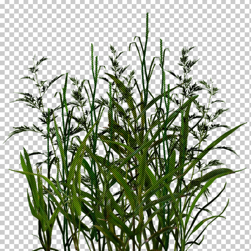 Plant Flower Grass Grass Family Terrestrial Plant PNG, Clipart, Aquarium Decor, Flower, Grass, Grass Family, Herb Free PNG Download