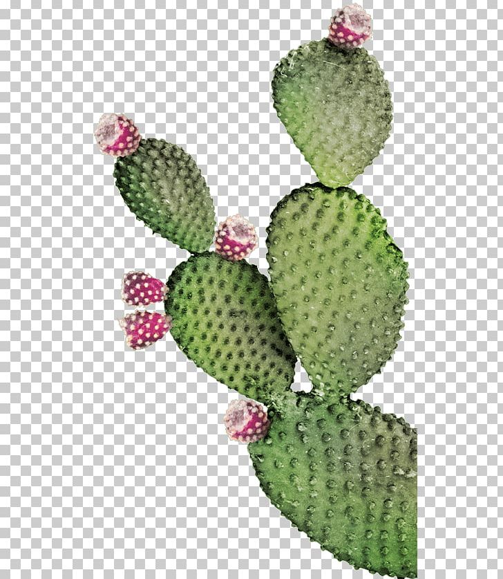 Barbary Fig Eastern Prickly Pear Nopal Energy PNG, Clipart, Barbary Fig, Biofuel, Biogas, Cactus, Caryophyllales Free PNG Download