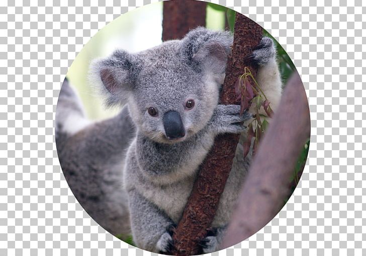 Koala Bear Marsupial Cuteness Puppy PNG, Clipart, Animals, Australia, Baby Koalas, Bear, Cuteness Free PNG Download