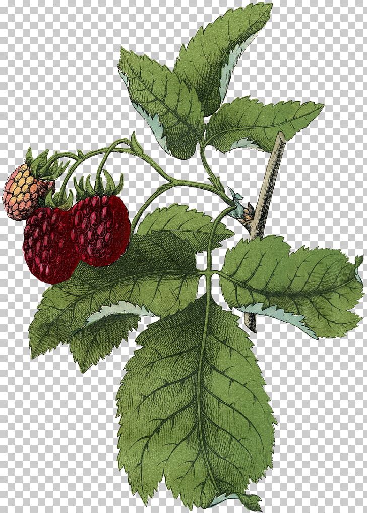 Raspberry Dewberry Boysenberry Loganberry Blackberry PNG, Clipart, Berry, Blackberry, Boysenberry, Bramble, Dewberry Free PNG Download